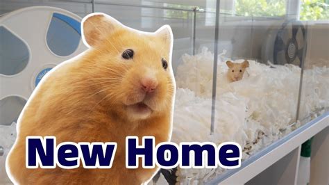 sexy live hamster|Cute Hamsters First Night in New Cage